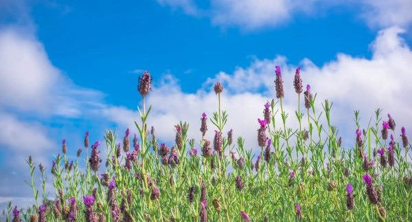 Wildflowers of Mississippi with Kids: A Nature Explorer Guide (+ Free Map)