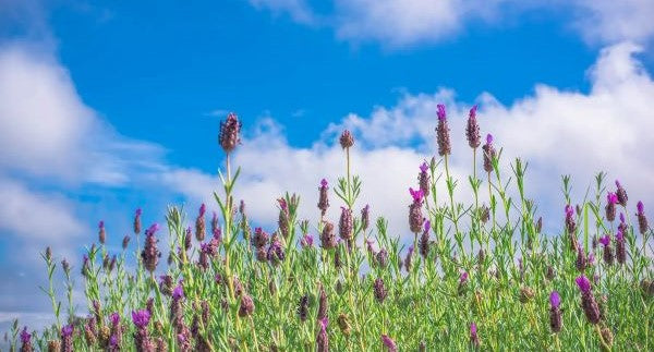 Wildflowers of Hawaii with Kids: A Nature Explorer Guide (+ Free Map)
