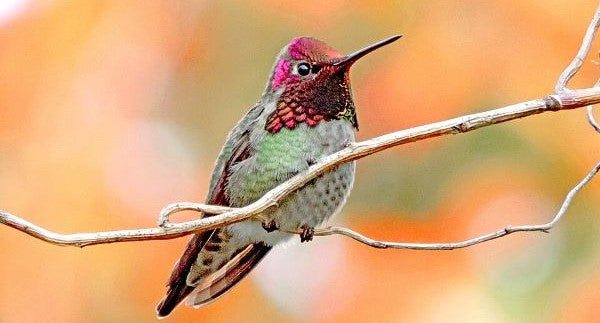 Birds of California with Kids: A Nature Explorer Guide (+ Free Map)