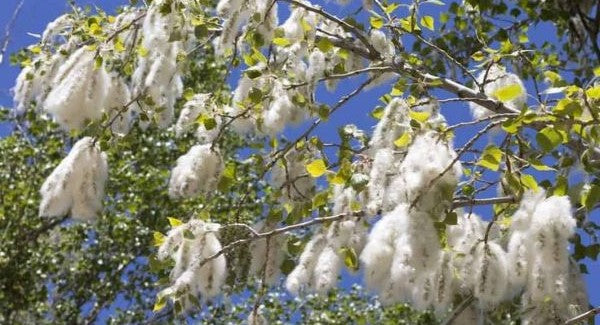 Leaves of Nebraska with Kids: A Nature Explorer Guide (+ Free Map)
