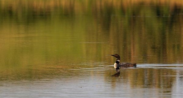Birds of Minnesota with Kids: A Nature Explorer Guide (+ Free Map)
