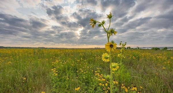 Wildflowers of Kansas with Kids: A Nature Explorer Guide (+ Free Map)