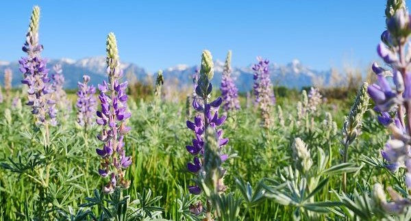 Wildflowers of New Hampshire with Kids: A Nature Explorer Guide (+ Free Map)