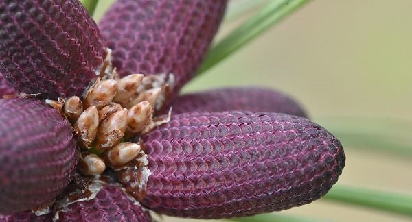 Leaves of Idaho with Kids: A Nature Explorer Guide (+ Free Map)