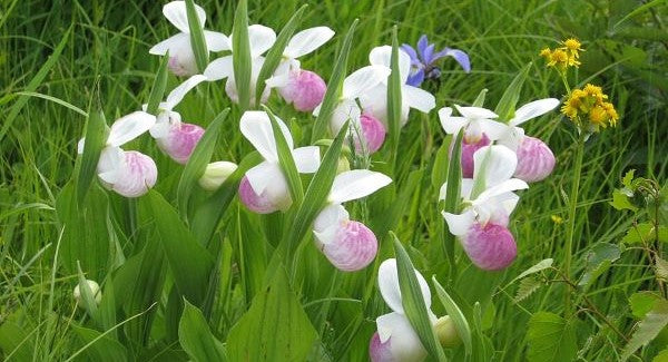 Wildflowers of Minnesota with Kids: A Nature Explorer Guide (+ Free Map)