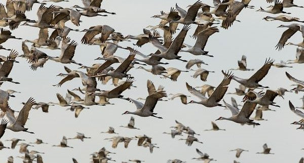 Birds of Nebraska with Kids: A Nature Explorer Guide (+ Free Map)