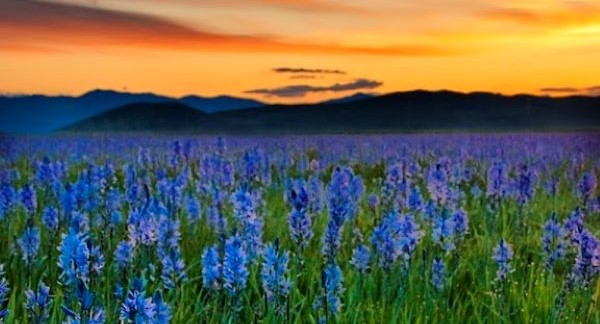 Wildflowers of Idaho with Kids: A Nature Explorer Guide (+ Free Map)