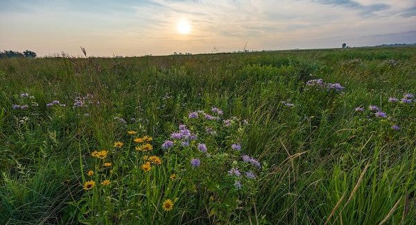 Wildflowers of South Dakota with Kids: A Nature Explorer Guide (+ Free Map)