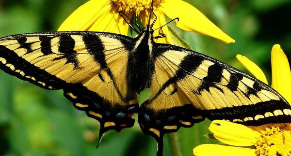 Butterflies of Montana with Kids: A Nature Explorer Guide (+ Free Map)