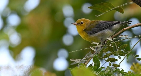 Birds of Illinois with Kids: A Nature Explorer Guide (+ Free Map)