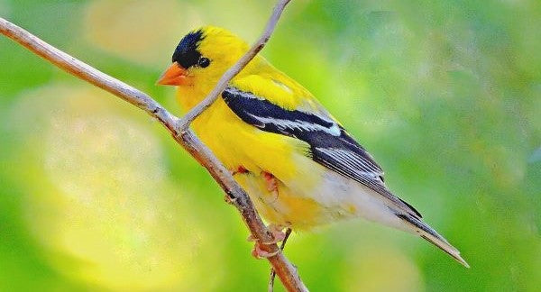 Birds of Iowa with Kids: A Nature Explorer Guide (+ Free Map)