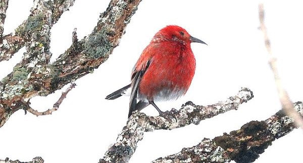 Birds of Hawaii with Kids: A Nature Explorer Guide (+ Free Map)