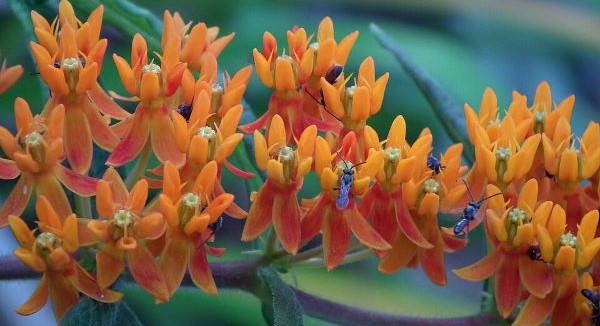 Wildflowers of Rhode Island with Kids: A Nature Explorer Guide (+ Free Map)