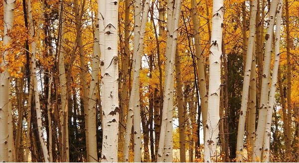 Leaves of South Dakota with Kids: A Nature Explorer Guide (+ Free Map)