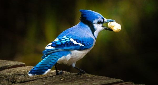 Birds of Vermont with Kids: A Nature Explorer Guide (+ Free Map)