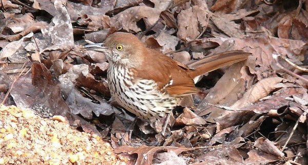 Birds of Georgia with Kids: A Nature Explorer Guide (+ Free Map)