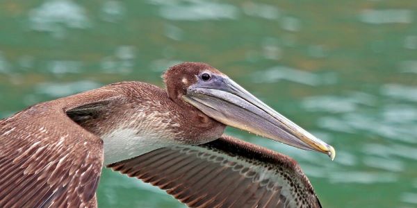 Birds of Louisiana with Kids: A Nature Explorer Guide (+ Free Map)