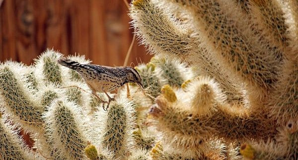 Birds of Utah with Kids: A Nature Explorer Guide (+ Free Map)