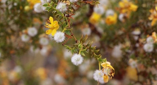 Leaves of New Mexico with Kids: A Nature Explorer Guide (+ Free Map)