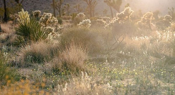 Wildflowers of Nevada with Kids: A Nature Explorer Guide (+ Free Map)