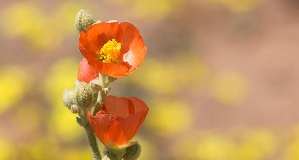 Wildflowers of Arizona with Kids: A Nature Explorer Guide