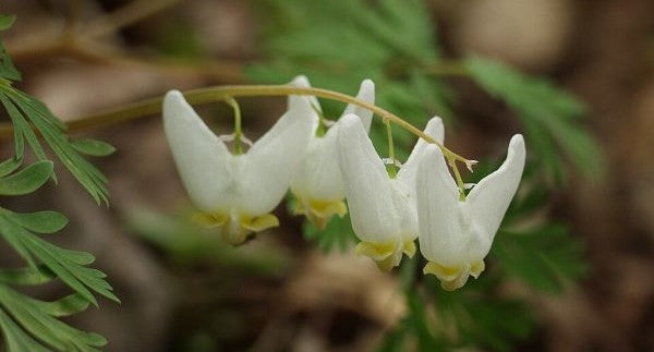 Wildflowers of Maryland with Kids: A Nature Explorer Guide (+ Free Map)