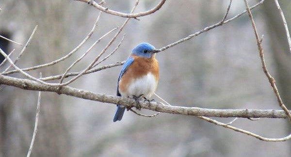 Birds of Missouri with Kids: A Nature Explorer Guide (+ Free Map)