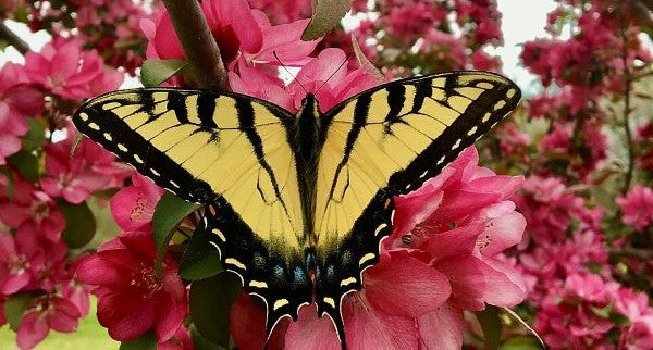 Butterflies of Mississippi with Kids: A Nature Explorer Guide (+ Free Map)