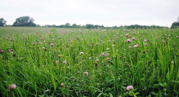 Wildflowers of Vermont with Kids: A Nature Explorer Guide (+ Free Map)