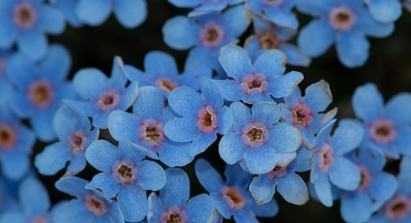 Wildflowers of Alaska with Kids: A Nature Explorer Guide (+ Free Map)