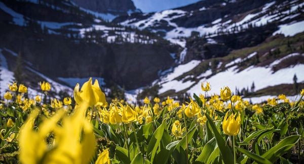 Wildflowers of Montana with Kids: A Nature Explorer Guide (+ Free Map)