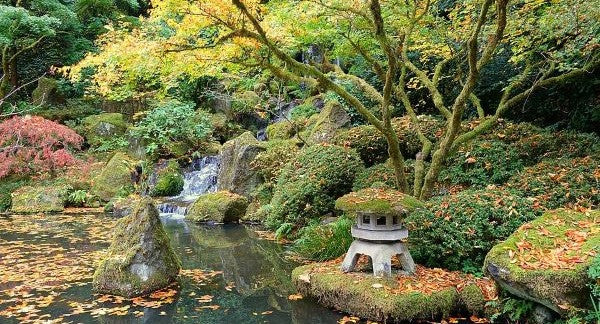 Leaves of Oregon with Kids: A Nature Explorer Guide (+ Free Map)