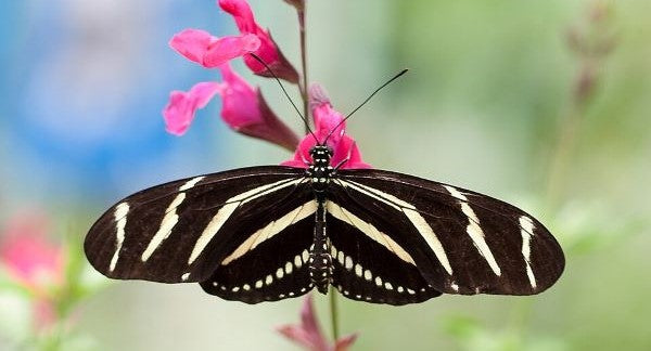 Butterflies of Florida with Kids: A Nature Explorer Guide (+ Free Map)