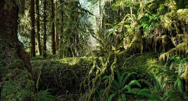 Leaves of Washington with Kids: A Nature Explorer Guide + Free Map