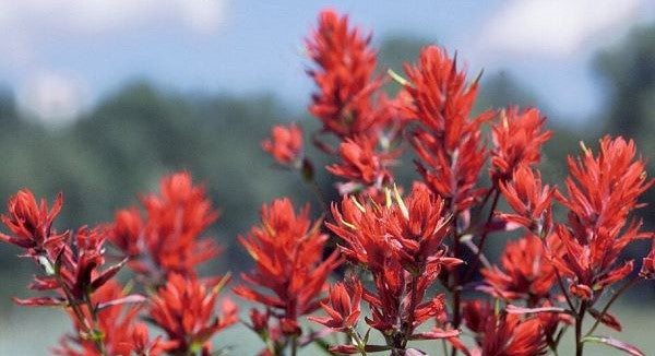 Wildflowers of Wyoming with Kids: A Nature Explorer Guide (+ Free Map)