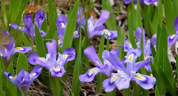 Wildflowers of Michigan with Kids: A Nature Explorer Guide (+ Free Map)