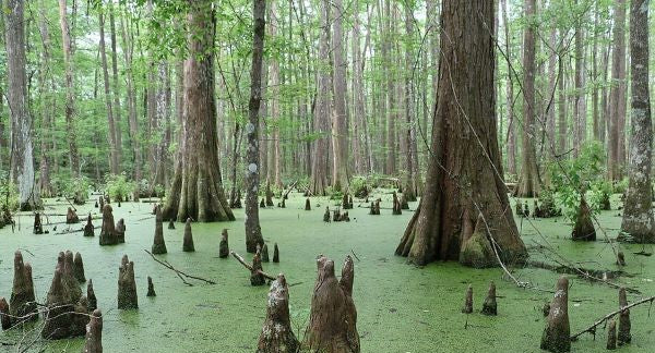 Leaves of Florida with Kids: A Nature Explorer Guide (+ Free Map)