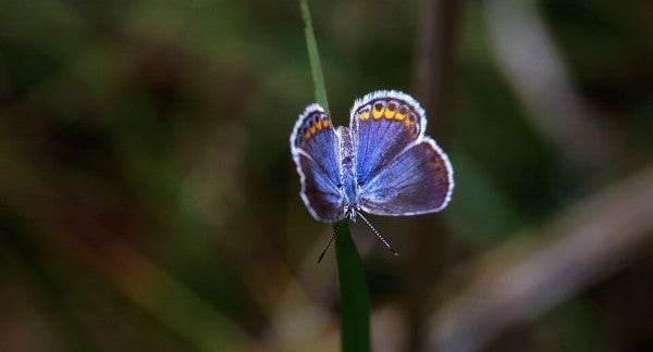 Butterflies of New Hampshire with Kids: A Nature Explorer Guide (+ Free Map)
