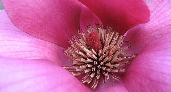 Leaves of Mississippi with Kids: A Nature Explorer Guide (+ Free Map)