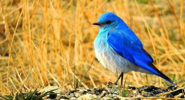 Birds of Nevada with Kids: A Nature Explorer Guide (+ Free Map)