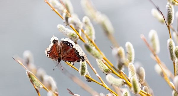 Butterflies of Alaska with Kids: A Nature Explorer Guide (+ Free Map)