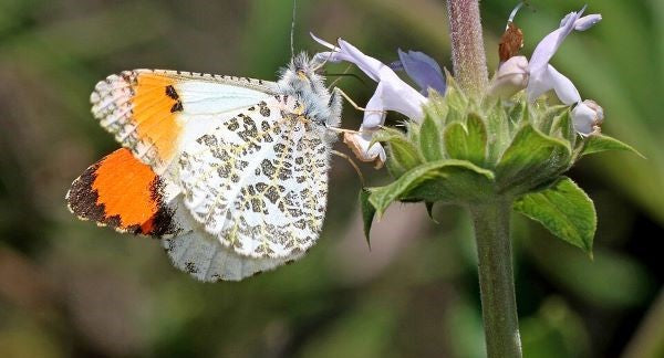 Butterflies of Oregon with Kids: A Nature Explorer Guide (+ Free Map)