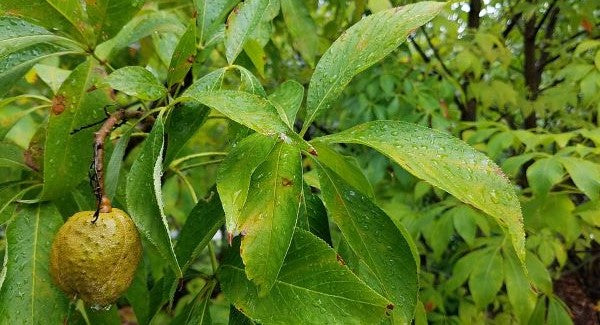 Leaves of Ohio with Kids: A Nature Explorer Guide (+ Free Map)