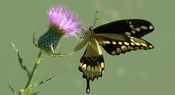 Butterflies of Arizona with Kids: A Nature Explorer Guide (+ Free Map)