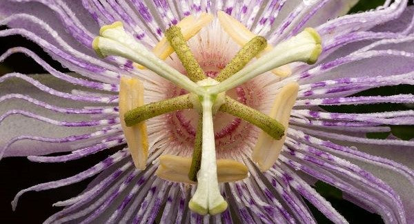Wildflowers of Louisiana with Kids: A Nature Explorer Guide (+ Free Map)