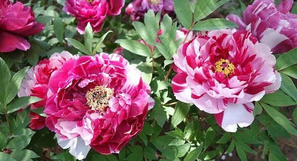 Wildflowers of Indiana with Kids: A Nature Explorer Guide (+ Free Map)