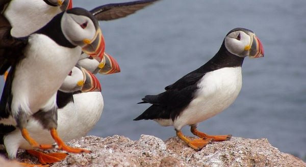 Birds of Maine with Kids: A Nature Explorer Guide (+ Free Map)
