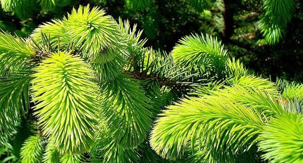 Leaves of Alaska with Kids: A Nature Explorer Guide (+ Free Map)