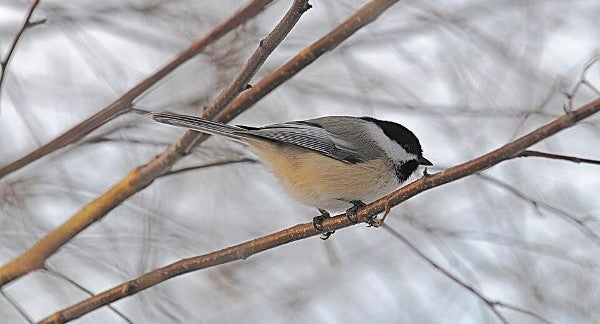 Birds of Rhode Island with Kids: A Nature Explorer Guide (+ Free Map)