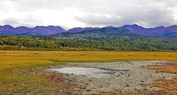 Birds of Alaska with Kids: A Nature Explorer Guide (+ Free Map)